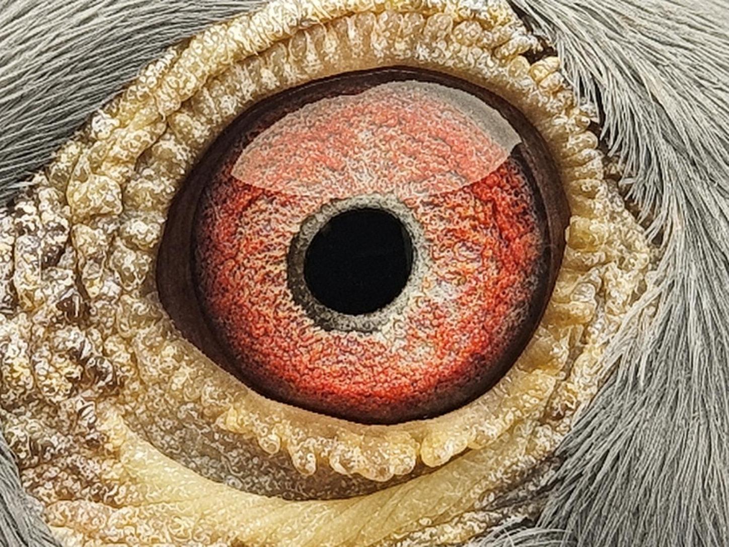 Pigeon eye